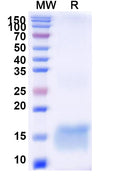 SDS-PAGE for Anti-Nipah virus/NiV Fusion glycoprotein Nanobody (DS90)