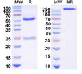 SDS-PAGE for InVivoMAb Anti-Nipah virus/NiV Fusion glycoprotein/F Trimer Antibody (Fab92)