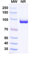 SDS-PAGE for Anti-Influenza A virus NP/Nucleoprotein Antibody (SAA0410).