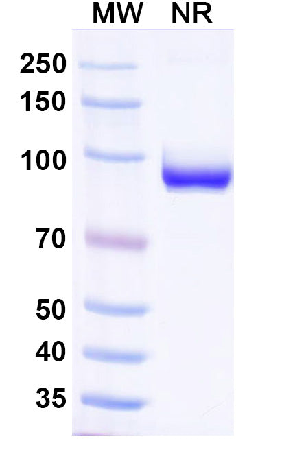 SDS-PAGE for Anti-Influenza A virus NP/Nucleoprotein Antibody (SAA0410).