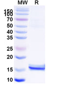 SDS-PAGE for Anti-Influenza A virus/H1N1 NP/Nucleoprotein Nanobody (SAA1023)
