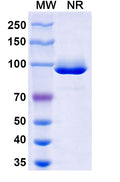 SDS-PAGE for Anti-Influenza A virus NP/Nucleoprotein protein Antibody (VHH1)