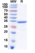 Recombinant PDCoV Nsp5/Mpro/3CL Protein, N-His