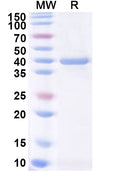 Recombinant PDCoV NSP7 Protein, N-GST & C-His