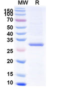 Recombinant HBV-B HBsAg Protein, N-His