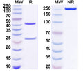 SDS-PAGE for Anti-HBV HBsAg Monoclonal Antibody (1A235)