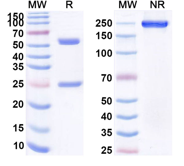 Anti-HBsAg Reference Antibody (Tuvirumab) – Figure 1 of 1