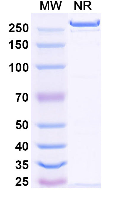Anti-HBsAg Reference Antibody (Tobevibart) – Figure 1 of 1