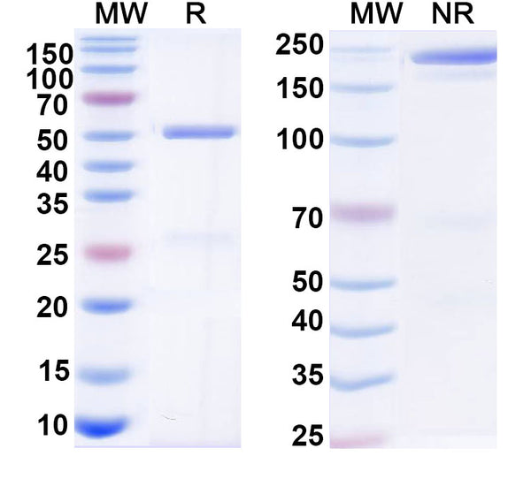 Anti-HBsAg Reference Reference Antibody (OST 577) – Figure 1 of 1