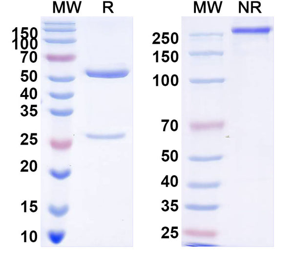 Research Grade Brelovitug