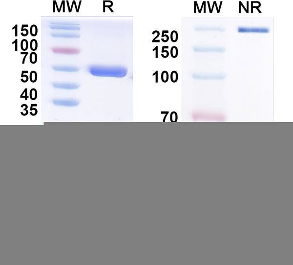 SEC-HPLC detection for Anti-HAdV-5 L3/CP-H/Protein II Antibody (9C12).