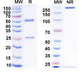 SDS-PAGE for Anti-DENV-2 E-DIII antibody (1A1D).