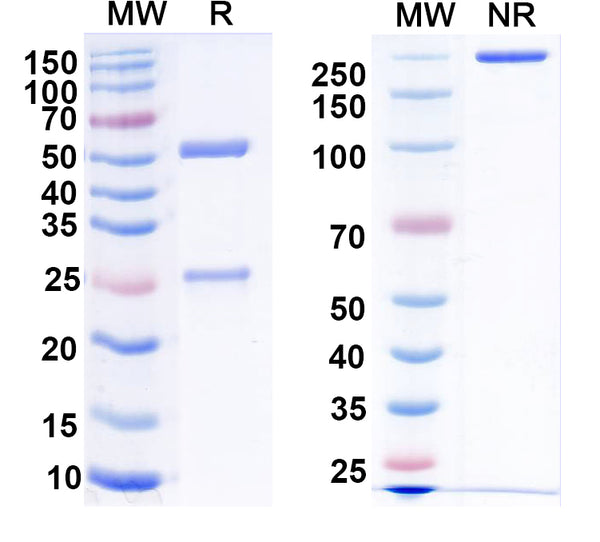 SDS-PAGE for Anti-DENV-2 E-DIII antibody (1A1D).