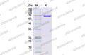 SDS-PAGE for M-MLV Reverse Transcriptase