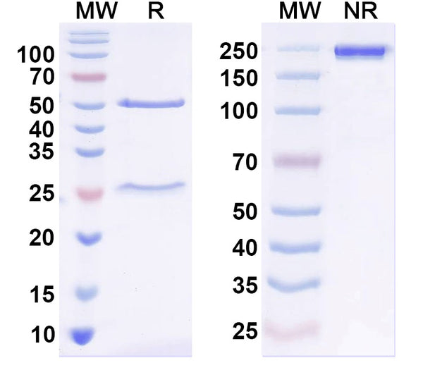 SDS-PAGE for Anti-ASFV B117L Antibody (1A026)
