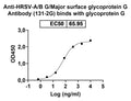 Detects Recombinant HRSV G/Major surface glycoprotein G Protein, C-His (Cat No.: VK562011) in indirect ELISA.