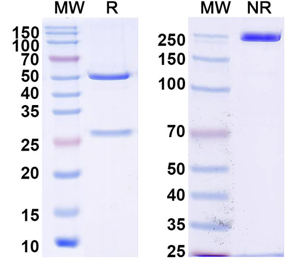 SDS-PAGE for Anti-DENV-4 NS1 Antibody (8A6F2)