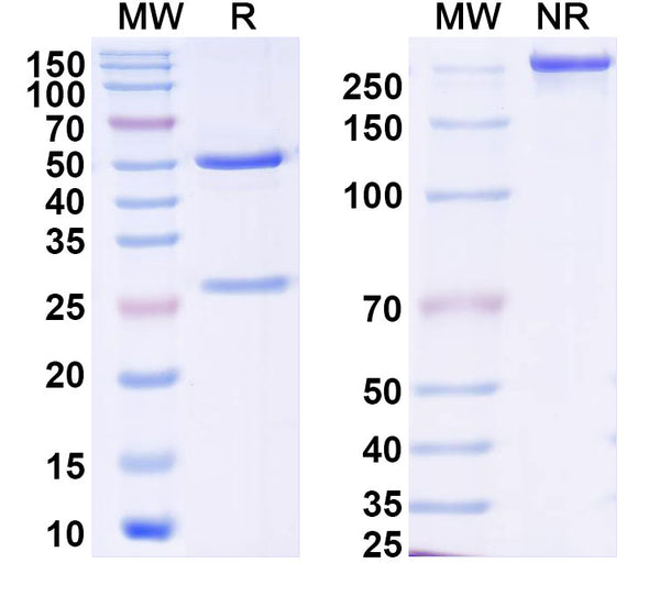 SDS-PAGE for Anti-DENV-4 NS1 Antibody (3H7A9)