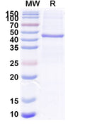 Recombinant PEDV S2/Spike glycoprotein 2 Protein, N-His & C-His