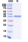 Recombinant PEDV Nsp5/Mpro/3CL Protein, N-His