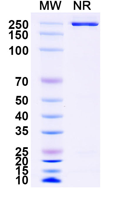 Anti-SARS-CoV-2 (2019-nCoV) RBD Reference Antibody (Cilgavimab) – Figure 1 of 2