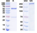 SDS-PAGE for InVivoMAb Anti-pan SARS-CoV-2 RBD Antibody (5E1#)