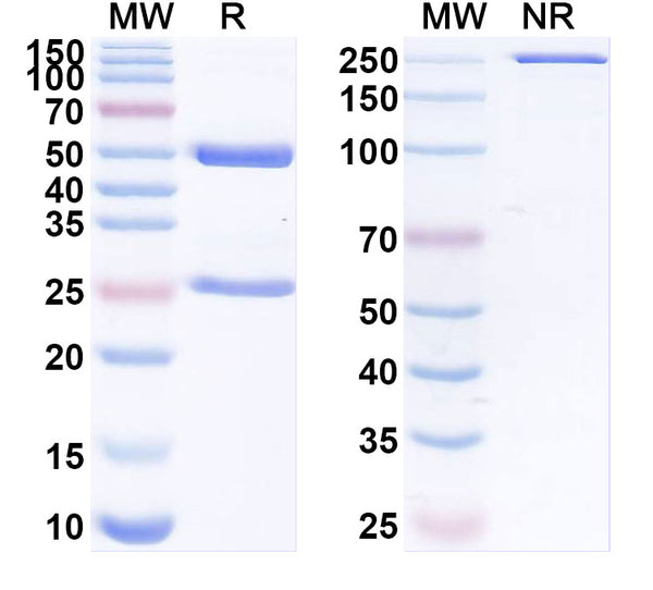 Detects Recombinant SARS-CoV-2 Spike protein receptor binding domain (Cat No.: VK565021) in indirect ELISA.