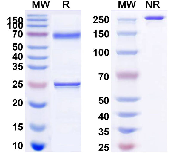 Anti-SARS-CoV-2 (2019-nCoV) RBD Reference Antibody (Bamlanivimab) – Figure 1 of 1