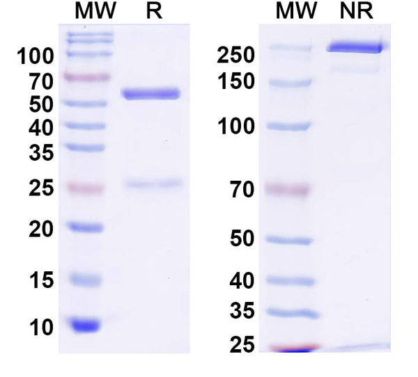 SDS-PAGE for InVivoMAb Anti-SARS-CoV-2 Spike Protein Antibody (Iv0205).