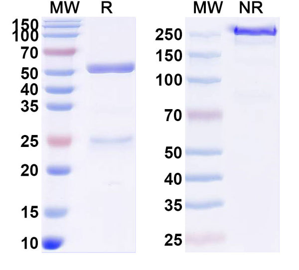 SDS-PAGE for Anti-SARS-CoV-2 RBD Antibody (CR3022).