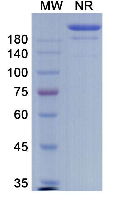 Anti-SARS-CoV-2 (2019-nCoV) RBD Reference Antibody (Casirivimab) – Figure 1 of 2