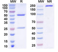 SDS-PAGE for InVivoMAb Anti-SARS-CoV-2 RBD (S6P trimer) Antibody (C144).