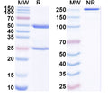 Detects Recombinant SARS-CoV-2 Spike protein receptor binding domain (Cat No.: VK565021) in indirect ELISA.