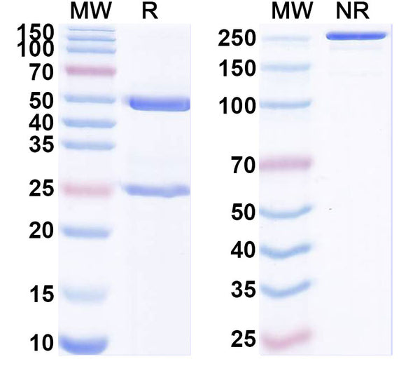 Detects Recombinant SARS-CoV-2 Spike protein receptor binding domain (Cat No.: VK565021) in indirect ELISA.