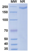 Anti-SARS-CoV-2 (2019-nCoV) RBD Reference Antibody (Imdevimab) – Figure 1 of 2