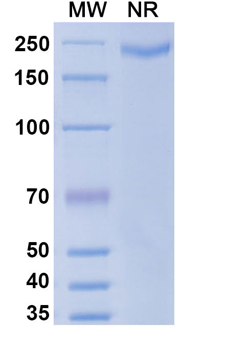 Anti-SARS-CoV-2 (2019-nCoV) RBD Reference Antibody (Imdevimab) – Figure 1 of 2