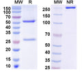SDS-PAGE for InVivoMAb Anti-SARS-CoV-2 RBD (S 6P trimer) Antibody (C102)