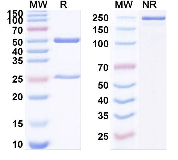 Detects Recombinant SARS-CoV-2 Spike protein receptor binding domain (Cat No.: VK565021) in indirect ELISA.