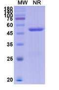 Anti-SARS-CoV-2 (2019-nCoV) RBD Reference Antibody (Etesevimab) – Figure 1 of 2