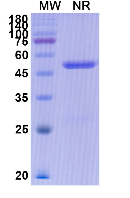 Anti-SARS-CoV-2 (2019-nCoV) RBD Reference Antibody (Etesevimab) – Figure 1 of 2
