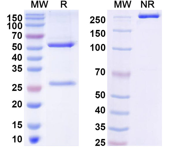SDS-PAGE for InVivoMAb Anti-SARS-CoV-2 RBD (S 6P trimer) Antibody (C105)