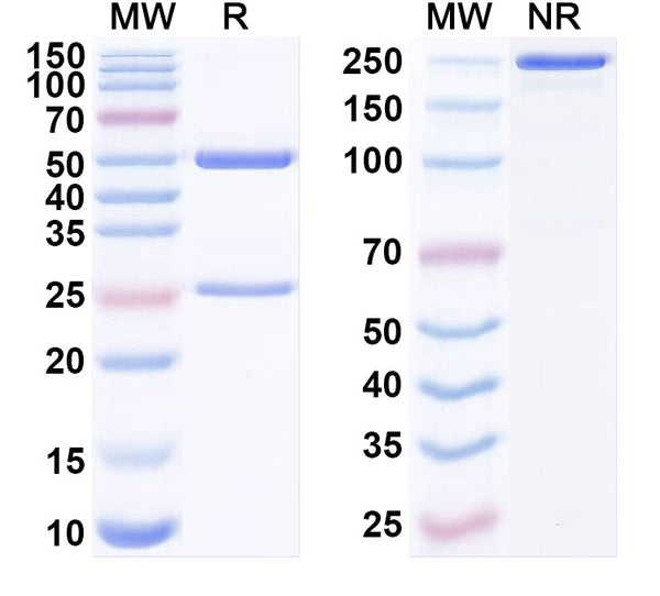 SDS-PAGE for Research Grade Anti-SARS-CoV-2 RBD antibody (B38).