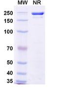 Anti-SARS-CoV-2 (2019-nCoV) RBD Reference Antibody (Sotrovimab) – Figure 1 of 1