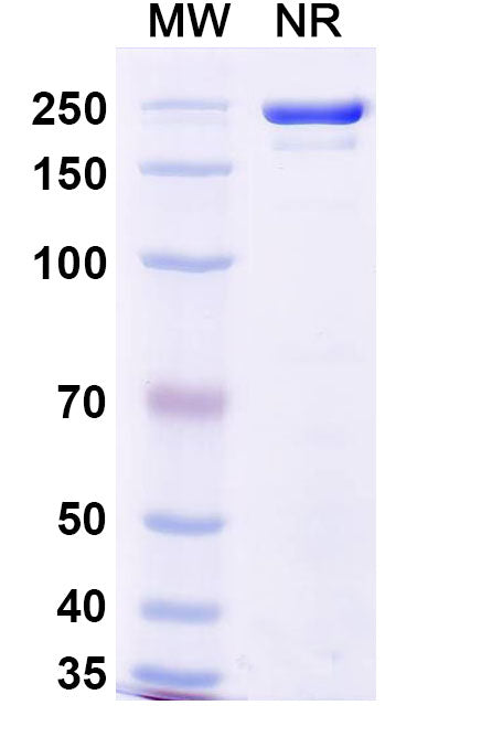 Anti-SARS-CoV-2 (2019-nCoV) RBD Reference Antibody (Sotrovimab) – Figure 1 of 1