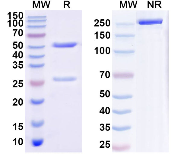 SDS-PAGE for InVivoMAb Anti-SARS-CoV-2 RBD Antibody (PR1077)