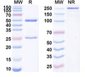 Detects Recombinant SARS-CoV-2 Spike protein receptor binding domain (Cat No.: VK565021) in indirect ELISA.