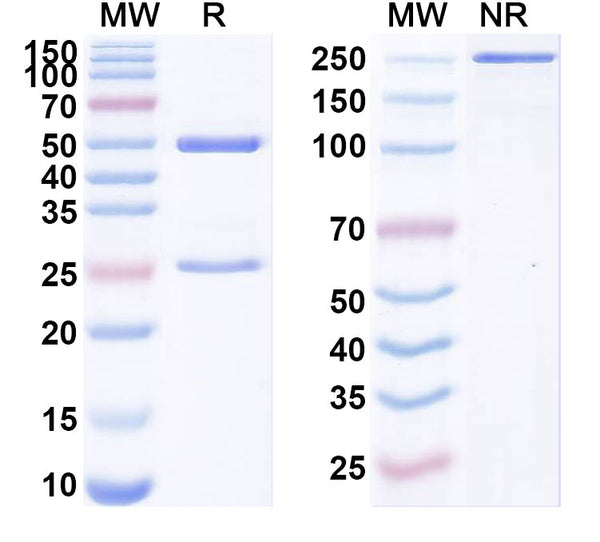 Detects Recombinant SARS-CoV-2 Spike protein receptor binding domain (Cat No.: VK565021) in indirect ELISA.