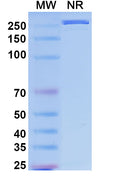 Anti-SARS-CoV-2 RBD Reference Antibody (Tixagevimab) – Figure 1 of 1