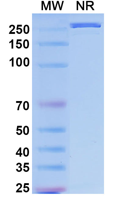 Anti-SARS-CoV-2 RBD Reference Antibody (Tixagevimab) – Figure 1 of 1