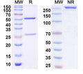 SDS-PAGE for InVivoMAb Anti-SARS-CoV-2 RBD Antibody (PR961)